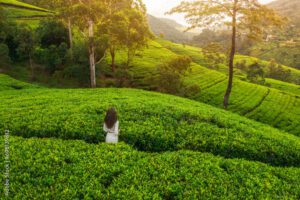 Nuwara Eliya Full day Tour