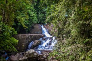 Kanneliya Rainforest, Sri Lanka